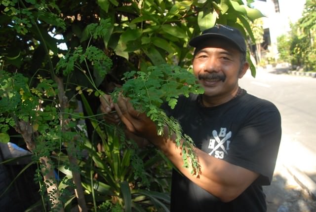 Kalsium dalam Daun Kelor Empat Kali Lebih Tinggi dari Susu Sapi
