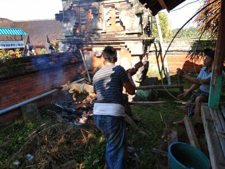 Merebu, Haturkan Babi Guling saat Sugihan