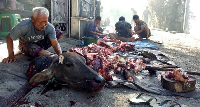 Tradisi Nampah Kebo, Berawal dari Pesta Rakyat Tahun 1360