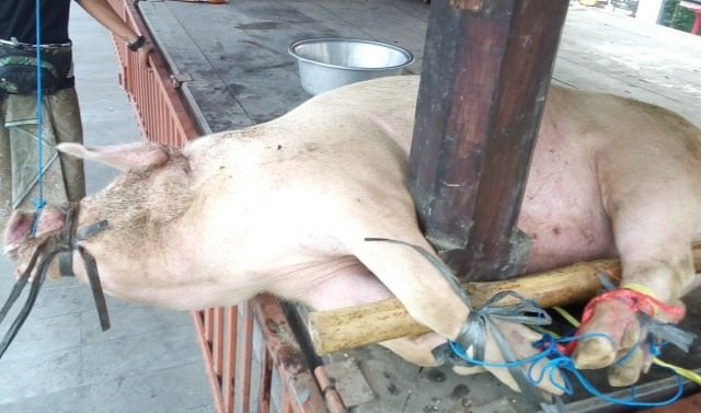 Babi Tidak Dipotong di Bale Panjang, Dagingnya Langsung Rusak