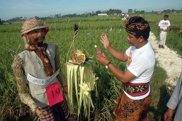 Ini Bahan dan Cara “Menghidupkan” Lelakut di Sawah