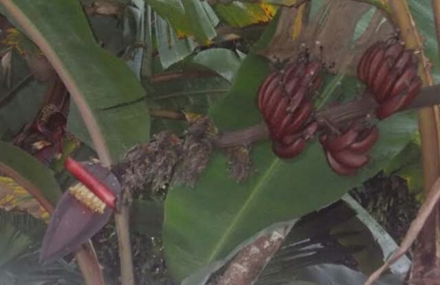 Ini Mantram Pasupati Kendaraan dan Alasan Pakai Pisang Tembaga