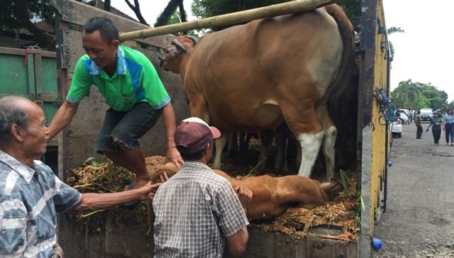 Mau Dibawa Pulang ke Karangasem, Seekor Godel Pengungsi Mati