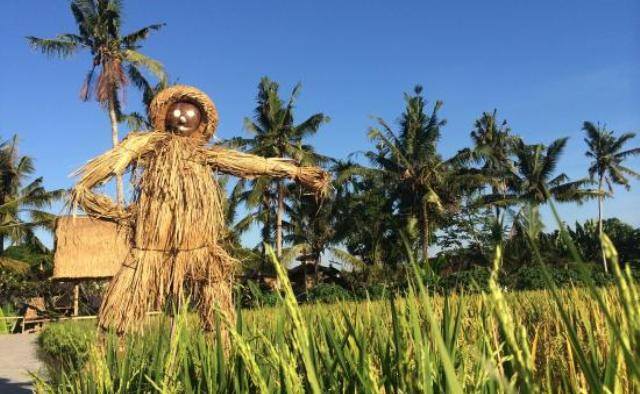 Memedi Sawah atau Lelakut; Dari Menakuti Burung hingga Penolak Bala