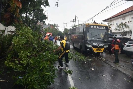 Pohon Mangga Tumbang, Warga Rebutan Petik Buahnya