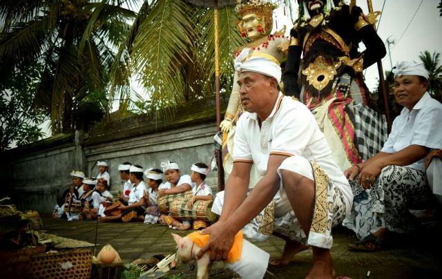 Ini Makna Nyambleh Kucit Butuan pada Ritual Nangluk Merana