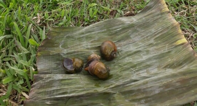 Kakul Serang Hektaran Padi di Subak Pangkung Gondang