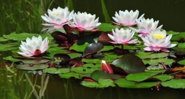 Sarana Sembahyang; Bunga Teratai Terbaik, Dupa Pengusir Roh Jahat