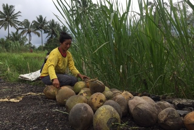 Tak Bisa Berkebun, Pengungsi Sewa Lahan