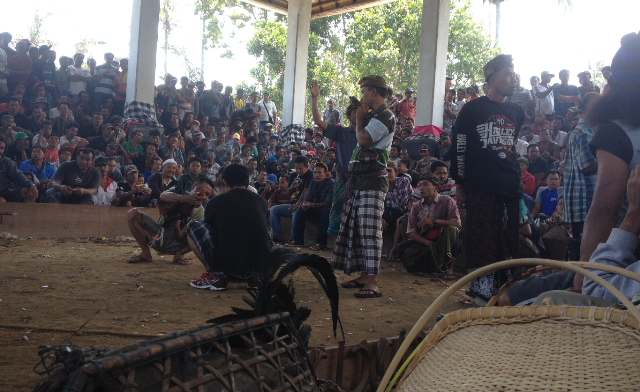 Aci Tumpek Uye di Sukaluwih; Ngedumel Saat Tabuh Rah  Bisa Celaka