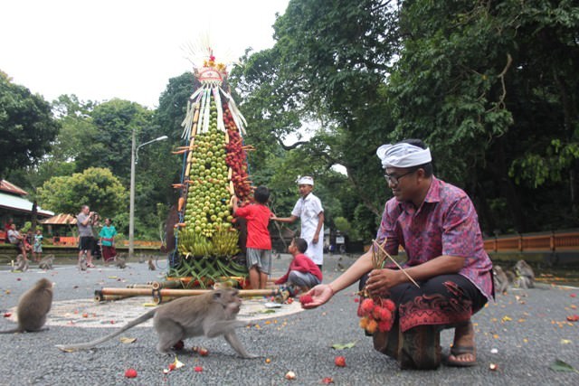 Demi Kera, Alas Kedaton Gelar Tradisi Ngerebeg