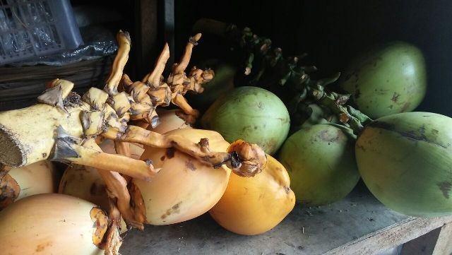 Begini Ceritanya Bungkak Punya Daya Magis Bagi Umat Hindu Bali