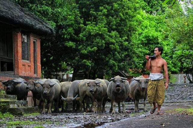 Kebo Sanghyang Disucikan, Jika Diganggu Bisa Bikin Masalah