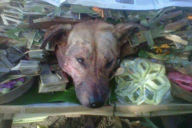 Begini Makna Asu Bang Bungkem dalam Caru Panca Kelud