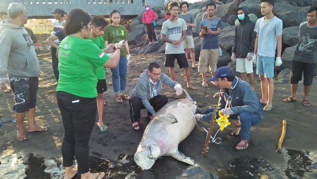 Ada Duyung Terdampar, Penuh Luka dan Ekor Terikat