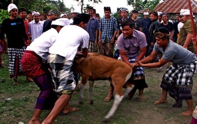 Pro Kontra Kurban Suci Sapi untuk Ritual Hindu (1)