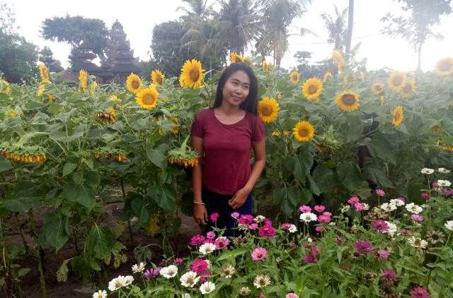 Kebun Bunga Matahari Berubah Jadi Destinasi Swafoto Favorit