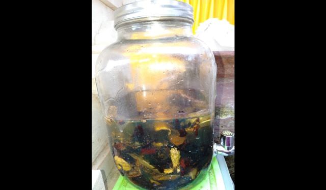 Minyak Urut Dibuat dari Kelapa dan Bunga Pajati Surudan