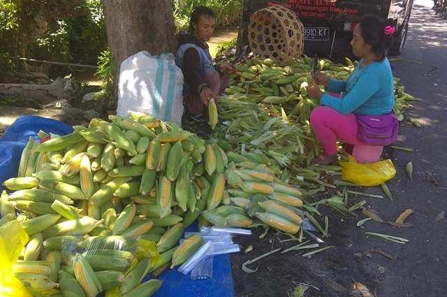 Pedagang Jagung di Jalan Sedap Malam Raup Omzet Rp 5 Juta Sehari
