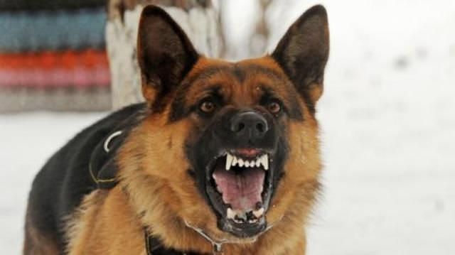 6 Orang Digigit Anjing Rabies, Minta Warga Hati-hati di Pasar Galiran
