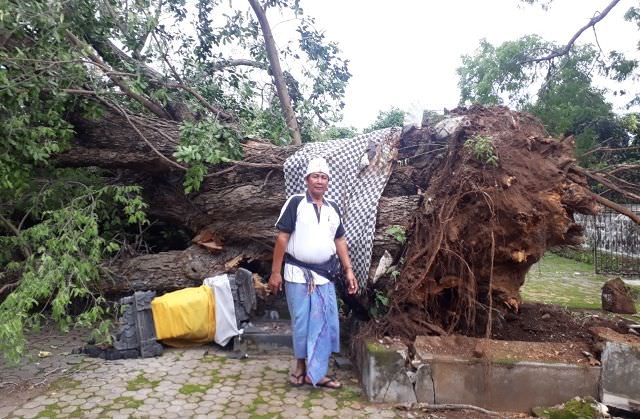 Pohon Asam Keramat di Pura Dalem Tumbang, Warga Belum Berani Bersihkan