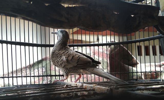 Memaknai Burung Perkutut dari Perspektif Hindu