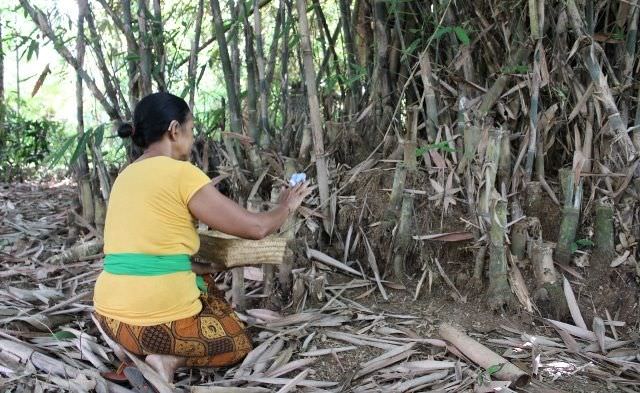 Minggu Pantang Tebang Bambu, Ini Penjelasan Pinandita Pasek Swastika