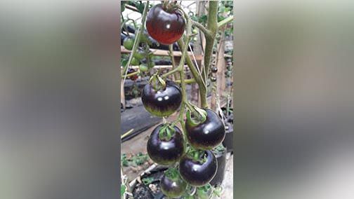 Tomat Ungu Mulai Dilirik Petani Pancasari