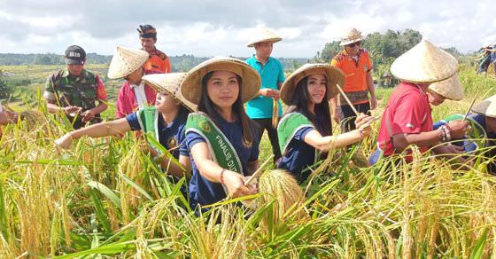 Generasi Muda Ikut Panen Padi saat Pra Festival Jatiluwih 2019