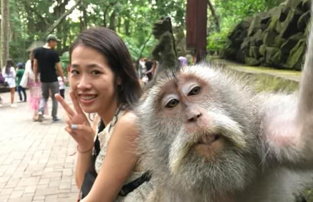 Monkeyselfie, Spot Foto Baru di Monkey Forest, Mau Coba?