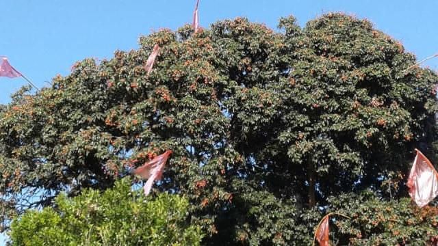 Satu Pohon Leci Payangan Bisa Hasilkan Setengah Ton Buah