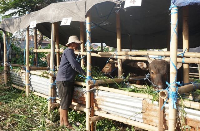 Jelang Idul Adha, Sapi Super Jumbo Dibandrol Rp 26 Juta