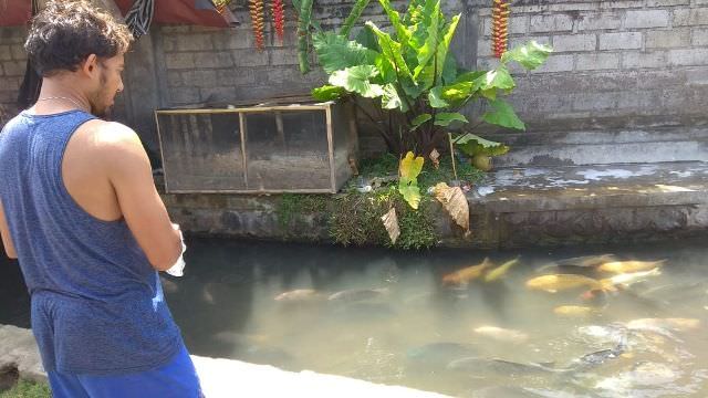 Ikan Hias Depan Rumah; Dirancang Jadi Desa Wisata, Pakannya Roti Sisa