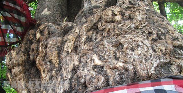 Pohon Pule; Angker Berkhasiat Super, Seluruhnya Berfungsi Obat