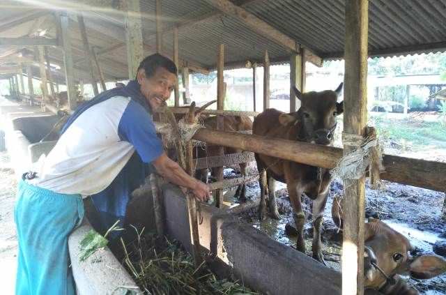 Warga Taro Geger, Anak Sapi Rata-rata Mati tanpa Jeroan