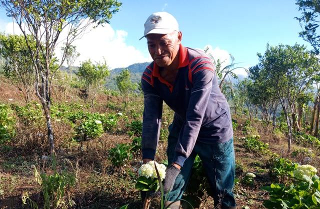 Bunga Pecah Seribu, Ceruk Ekonomi Warga Tamblingan