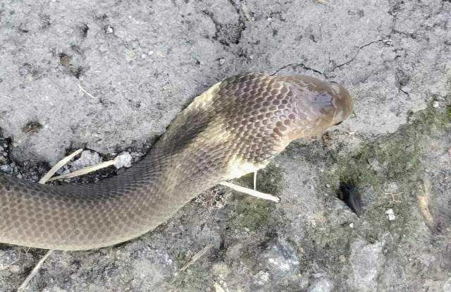 Anak Ular Cobra Muncul di Rumah Warga Tunjuk
