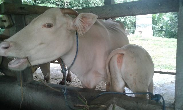 Lembu Suci Desa Taro; Si Betina Dayu, Si Jantan Ida Bagus