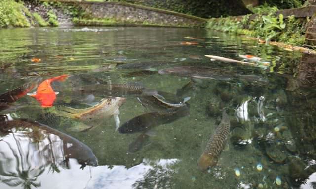 Ada Ikan Berusia Puluhan Tahun di Klebutan Pura Mengening