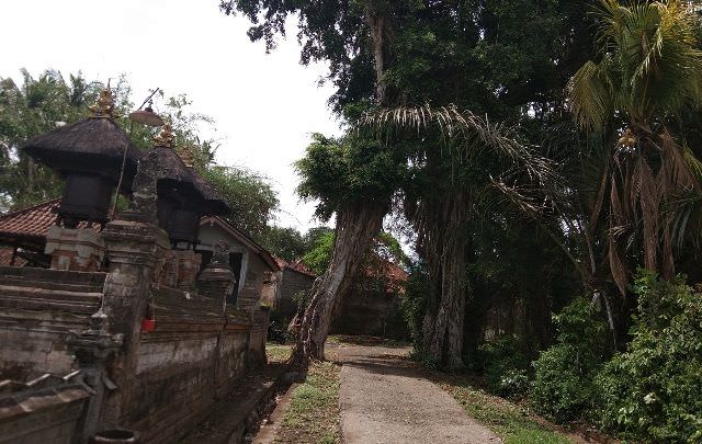 Beringin Bolong Pantang Dilintasi Calon Pengantin dan Balian