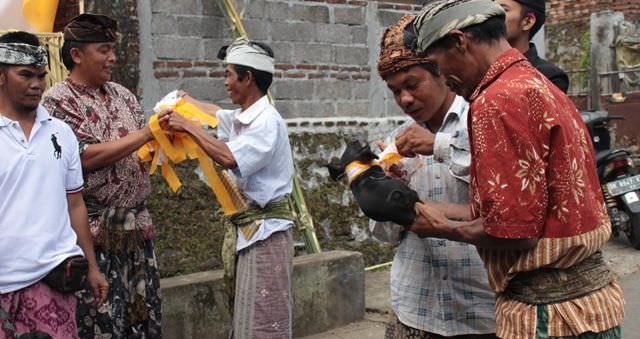 Dilakukan Krama Ngarep, Gunakan Tujuh Jenis Hewan