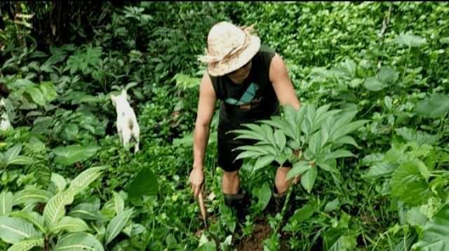 Dulu Tanaman Liar, Kini Kula-kula Dikembangkan di Desa Belatungan