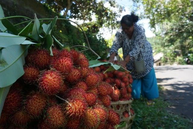 Harga Rambutan Bergairah, Tembus ke Lombok