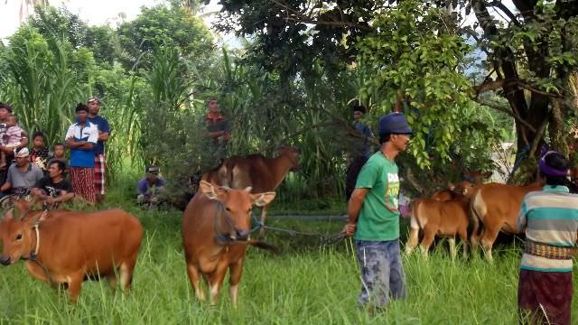 Jelang Tawur Kasanga, Tradisi Maedeng Digelar di Desa Susut, Payangan
