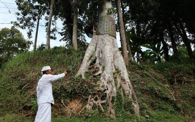 Kayu Jelema di Pura Bolo Diyakini Sembuhkan Penyakit Sekala Niskala