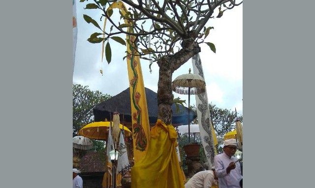 Kulit Pohon Kamboja di Pura Pasek Bisa Jadi Obat Sakit Kulit