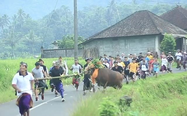 Tradisi Majaga-jaga di Telunwayah Haturkan Darah untuk Tolak Bala