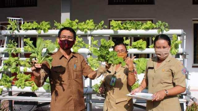 10 Ribu Bibit Sayur Siap Dibagikan Gratis di Buleleng