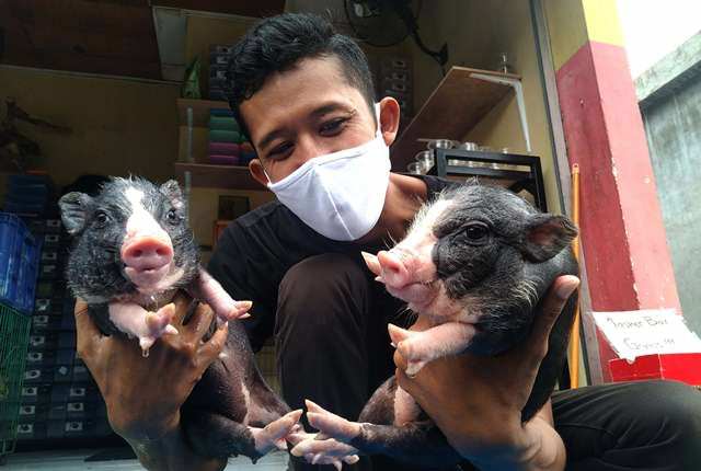 Micro Pig, Hewan Tercerdas Keempat di Dunia mulai Digemari di Bali