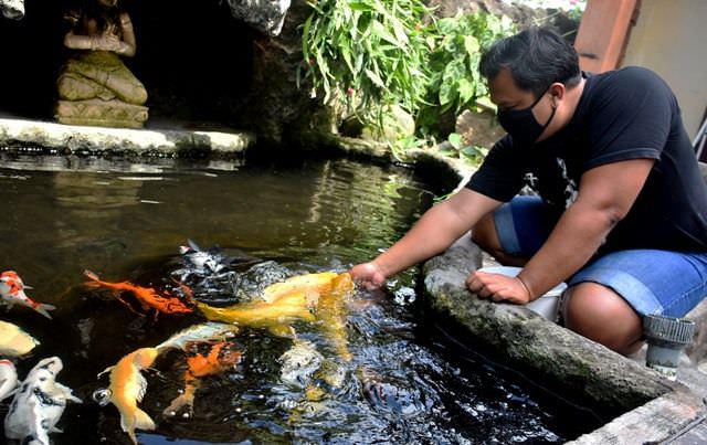Dari Hobi, Putra Wirawan Rambah Bisnis Ikan Koi